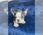 Small Photo #14 French Bulldog Puppy For Sale in TAMPA, FL, USA