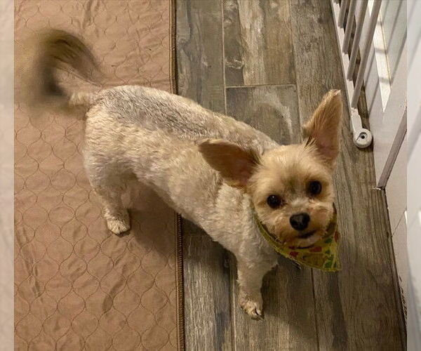 Medium Photo #5 Mutt Puppy For Sale in Greensboro, NC, USA