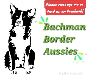Border-Aussie Litter for sale in REINHOLDS, PA, USA