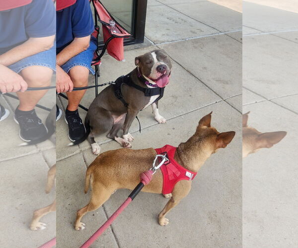 Medium Photo #5 American Pit Bull Terrier Puppy For Sale in Dallas, TX, USA