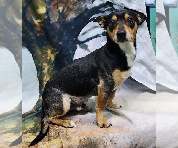 Medium Photo #1 Chiweenie Puppy For Sale in Wetumpka, AL, USA