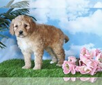 Small Photo #3 Goldendoodle-Poodle (Miniature) Mix Puppy For Sale in FREDERICKSBG, OH, USA