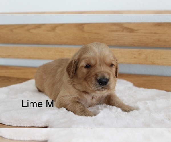 Medium Photo #2 Golden Retriever Puppy For Sale in GREENEVILLE, TN, USA