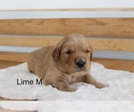 Small Photo #2 Golden Retriever Puppy For Sale in GREENEVILLE, TN, USA