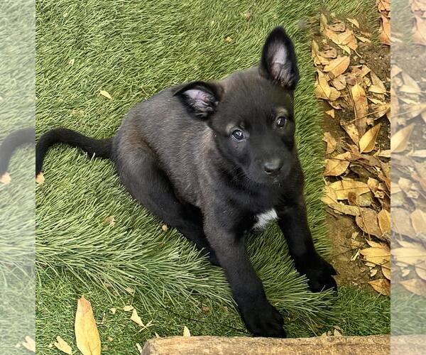 Medium Photo #3 Labrador Retriever-Unknown Mix Puppy For Sale in San Diego, CA, USA