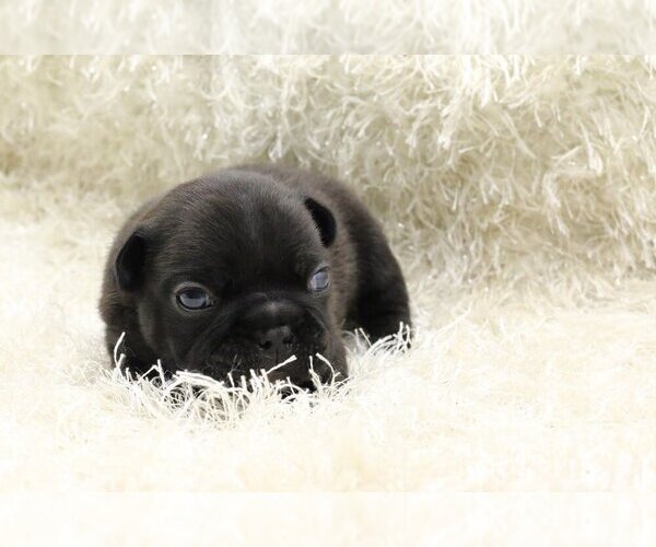 Medium Photo #2 French Bulldog Puppy For Sale in DANVILLE, CA, USA