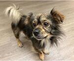 Small Mutt