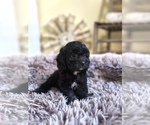 Coco - Female Cavapoo (Miniature) Puppy for Sale - Photo #2