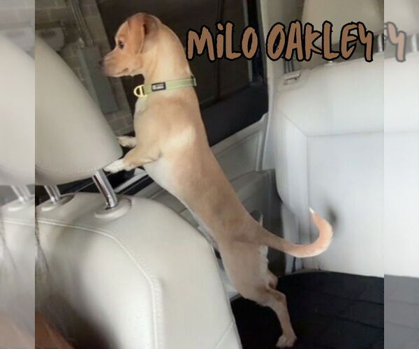 Medium Photo #3 Chiweenie Puppy For Sale in San Antonio, TX, USA
