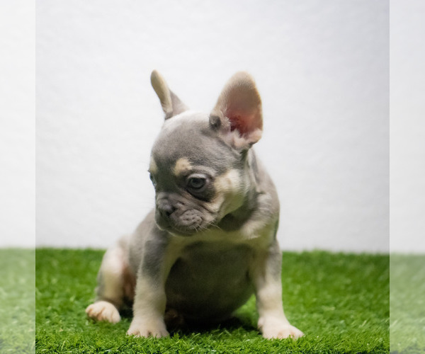 Medium Photo #13 French Bulldog Puppy For Sale in CAPE CORAL, FL, USA