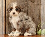 Small #1 Bernedoodle (Miniature)