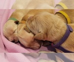 Small Photo #3 Golden Retriever Puppy For Sale in CHINO HILLS, CA, USA