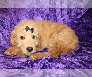Goldendoodle (Miniature) Puppy for sale in BLMGTN, IN, USA