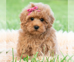 Puppy Maisie Maltipoo (Toy)