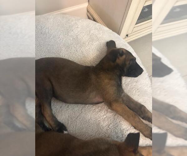 Medium Photo #2 Mutt Puppy For Sale in Imlay City, MI, USA