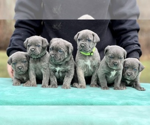 Cane Corso Puppy for sale in WILLIAMSTOWN, KY, USA