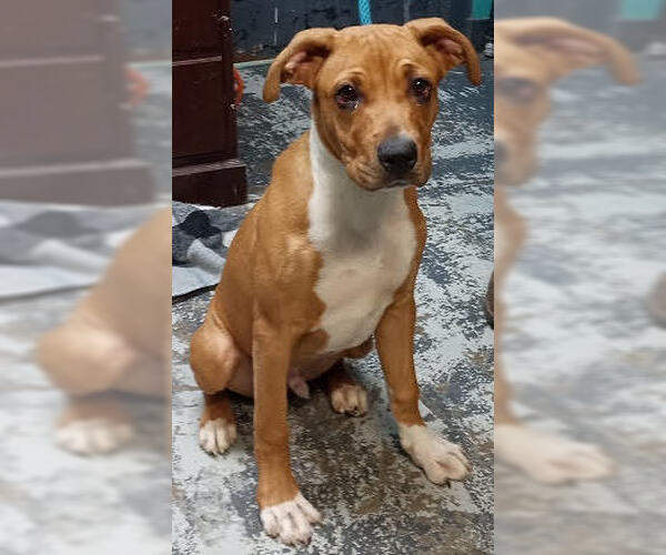 Medium Photo #4 Boxer-Unknown Mix Puppy For Sale in Minneapolis, MN, USA