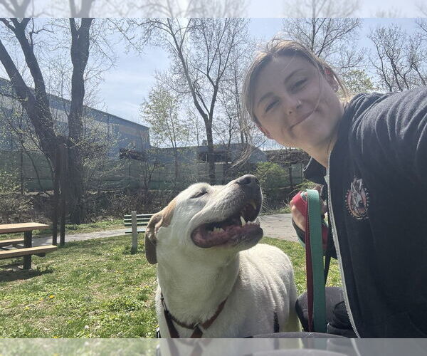 Medium Photo #3 Pointer-Unknown Mix Puppy For Sale in Elmsford, NY, USA