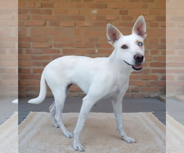 Medium Photo #2 Huskies -Unknown Mix Puppy For Sale in Pasadena, CA, USA