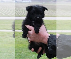 Pom-A-Poo Puppy for sale in FREDERICKSBURG, OH, USA