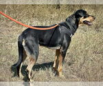 Small #2 Doberman Pinscher