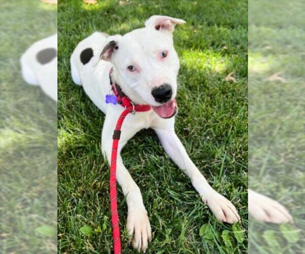 Medium Photo #1 Australian Shepherd-German Shepherd Dog Mix Puppy For Sale in Woodland, CA, USA