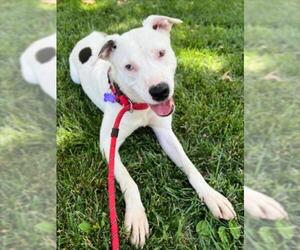 American Pit Bull Terrier Dogs for adoption in Woodland, CA, USA