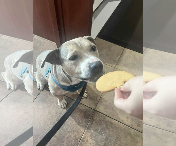 Medium Photo #2 American Pit Bull Terrier-Unknown Mix Puppy For Sale in Dallas, TX, USA