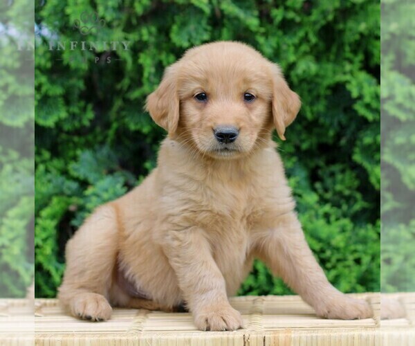 Medium Photo #3 Golden Retriever Puppy For Sale in LITITZ, PA, USA