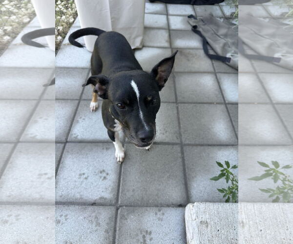 Medium Photo #7 Chihuahua-Unknown Mix Puppy For Sale in McKinney, TX, USA
