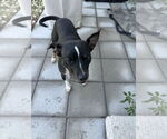 Small #6 Chihuahua Mix