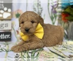 Small Photo #2 Goldendoodle (Miniature) Puppy For Sale in LANCASTER, PA, USA