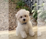 Small Photo #15 Maltese Puppy For Sale in OCKLAWAHA, FL, USA