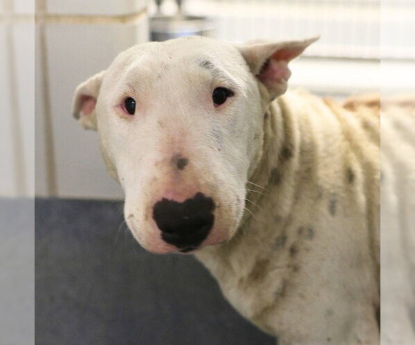 Medium Photo #1 Bull Terrier-Unknown Mix Puppy For Sale in San Antonio, TX, USA