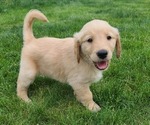 Small Photo #8 Golden Retriever Puppy For Sale in NOBLESVILLE, IN, USA