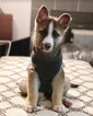 Small Photo #1 Australian Shepherd-German Shepherd Dog Mix Puppy For Sale in LAKEWOOD, WA, USA