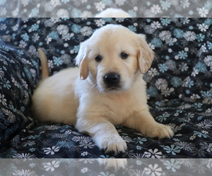 Golden Retriever Puppy for sale in SHILOH, OH, USA