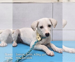 Cheagle Dogs for adoption in Agoura Hills, CA, USA