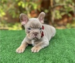 Small French Bulldog