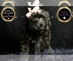 Puppy Bizty Morkie