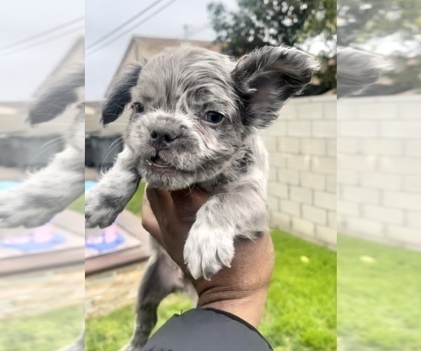 Medium Photo #18 French Bulldog Puppy For Sale in BEVERLY HILLS, CA, USA
