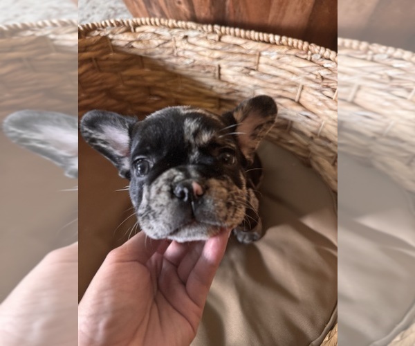 Medium Photo #2 French Bulldog Puppy For Sale in BONNEAU, SC, USA