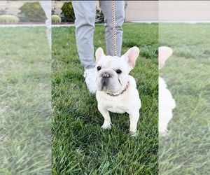French Bulldog Puppy for sale in EASTVALE, CA, USA