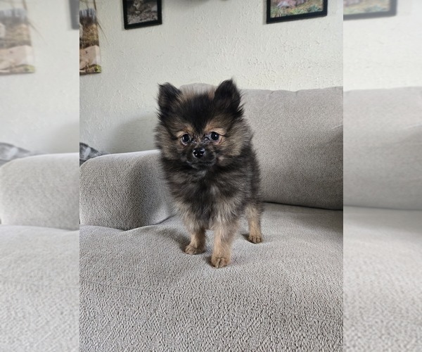 Medium Photo #22 Pomeranian Puppy For Sale in BRONSON, MI, USA