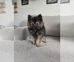 Small Photo #22 Pomeranian Puppy For Sale in BRONSON, MI, USA