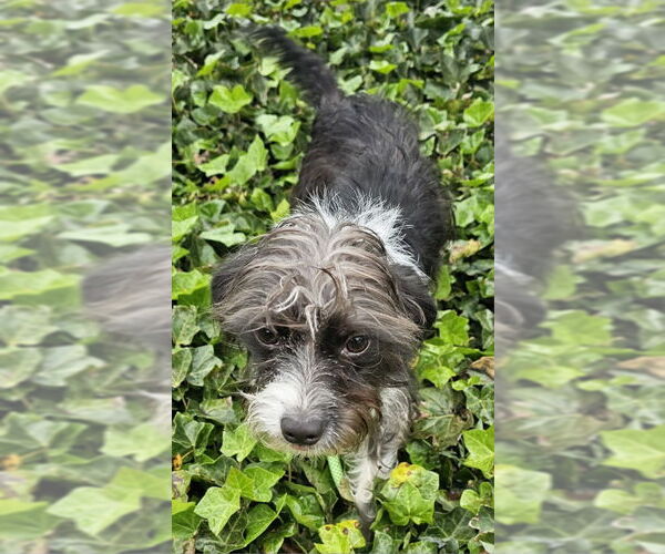 Medium Photo #3 Mutt Puppy For Sale in Olalla, WA, USA