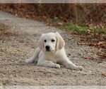 Puppy Peppermint English Cream Golden Retriever