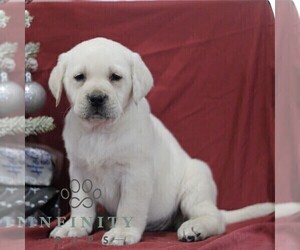 Labrador Retriever Puppy for sale in BLAIN, PA, USA