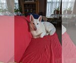 Small Photo #1 - Mix Puppy For Sale in Hoffman Estates, IL, USA