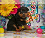 Small #1 Rottweiler